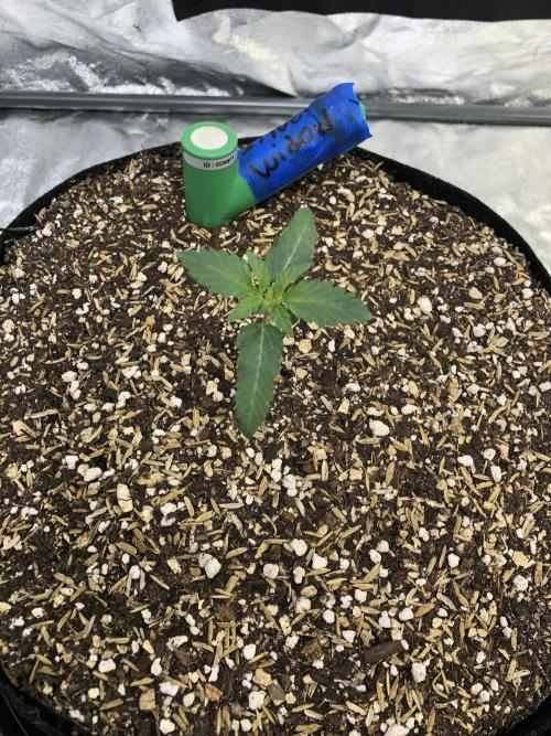 Silver Widow Kannabaia Indoor Summer. Week 1