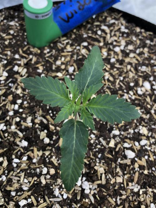 Silver Widow Kannabaia Indoor Summer. Week 1