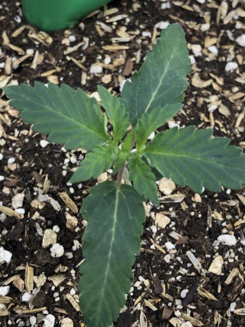 Silver Widow Kannabaia Indoor Summer. Week 1