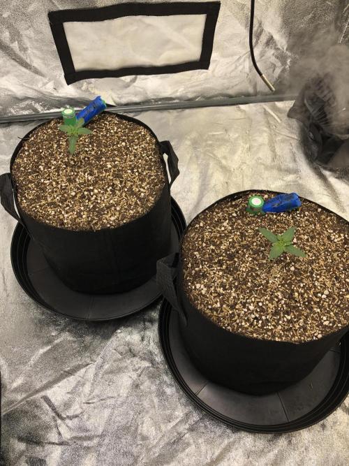 Silver Widow Kannabaia Indoor Summer. Week 1