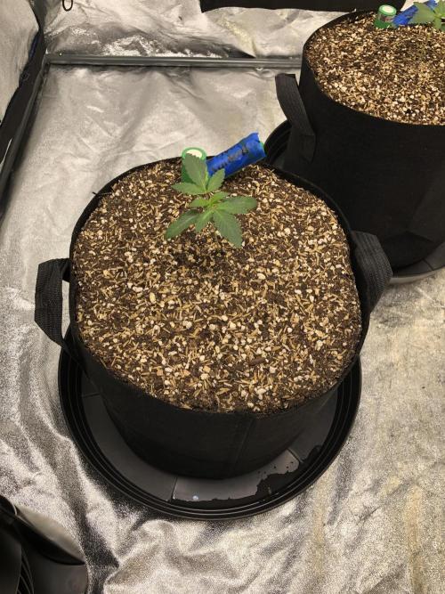Silver Widow Kannabaia Indoor Summer. Week 1