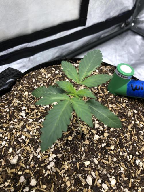 Silver Widow Kannabaia Indoor Summer. Week 1