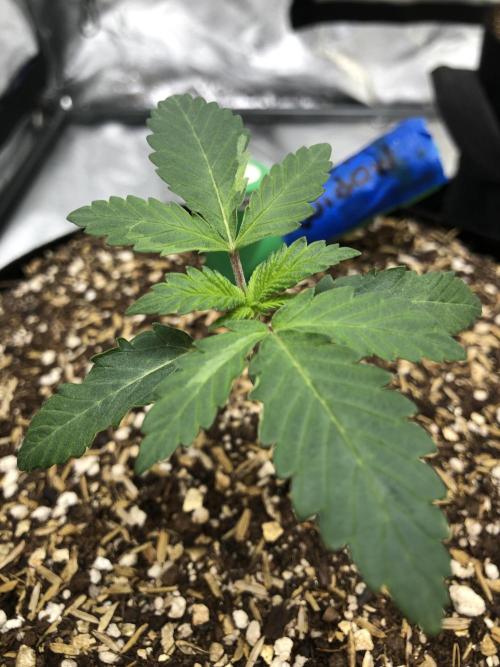 Silver Widow Kannabaia Indoor Summer. Week 1