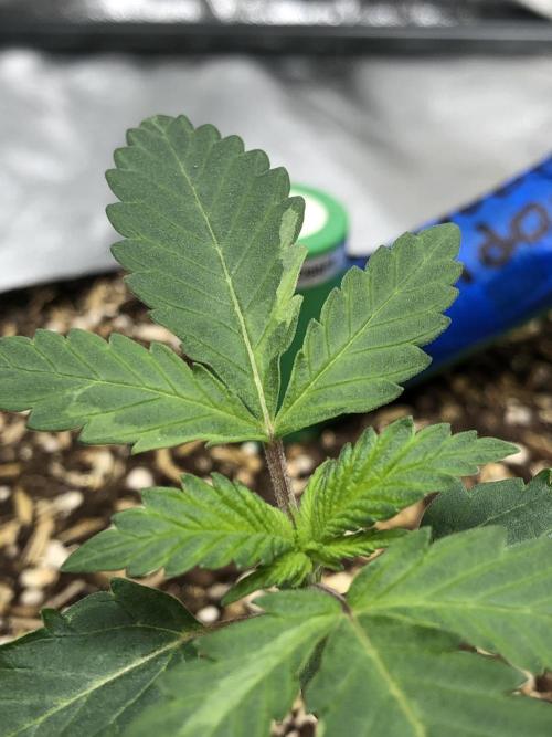 Silver Widow Kannabaia Indoor Summer. Week 1