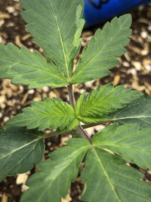 Silver Widow Kannabaia Indoor Summer. Week 1