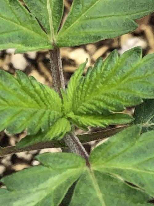 Silver Widow Kannabaia Indoor Summer. Week 1