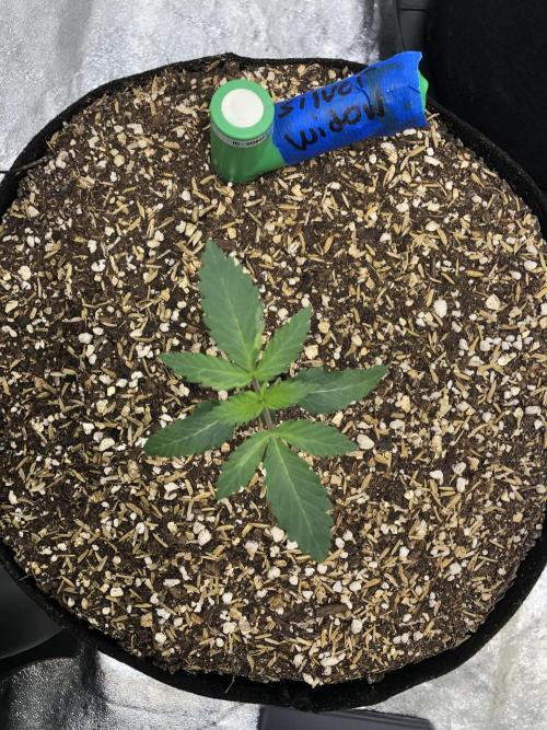 Silver Widow Kannabaia Indoor Summer. Week 1