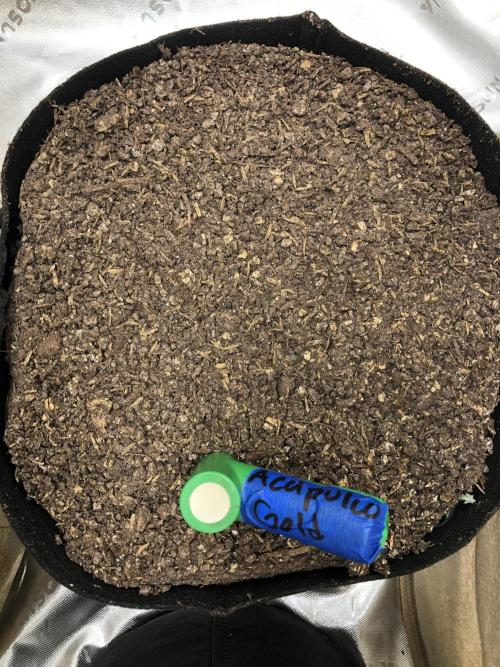 Acapulco Gold SeedSupreme Indoor Summer. Week 0