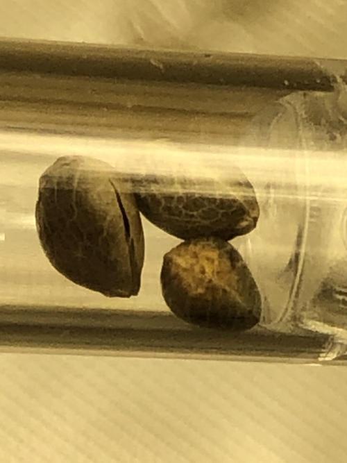Acapulco Gold SeedSupreme Indoor Summer. Week 0