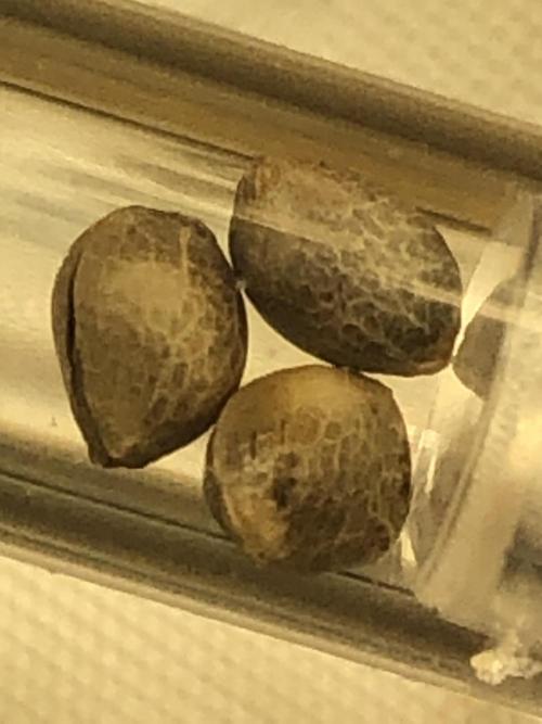 Acapulco Gold SeedSupreme Indoor Summer. Week 0