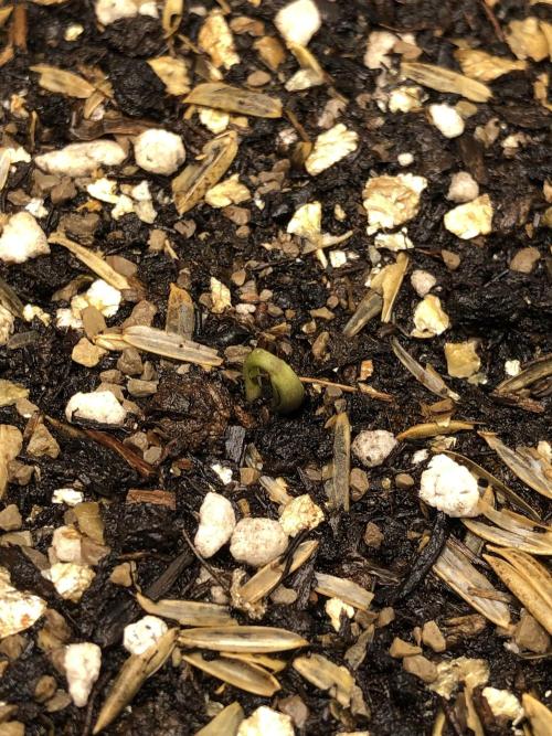 Acapulco Gold SeedSupreme Indoor Summer. Week 0