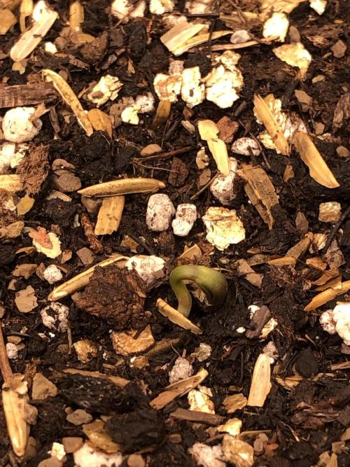Acapulco Gold SeedSupreme Indoor Summer. Week 0