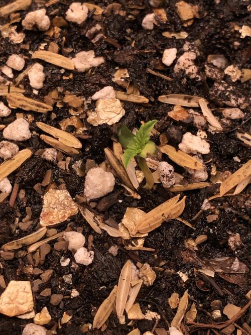 Acapulco Gold SeedSupreme Indoor Summer. Week 1
