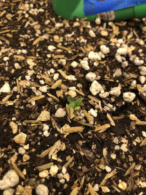 Acapulco Gold SeedSupreme Indoor Summer. Week 1