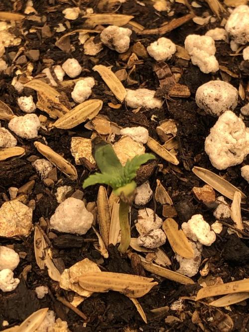 Acapulco Gold SeedSupreme Indoor Summer. Week 1