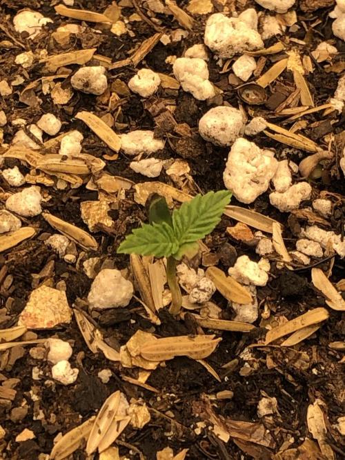 Acapulco Gold SeedSupreme Indoor Summer. Week 1