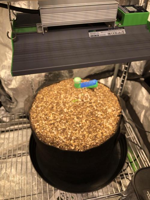 Acapulco Gold SeedSupreme Indoor Summer. Week 1