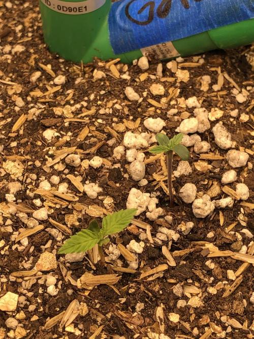 Acapulco Gold SeedSupreme Indoor Summer. Week 1