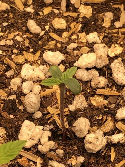 Acapulco Gold SeedSupreme Indoor Summer. Week 1