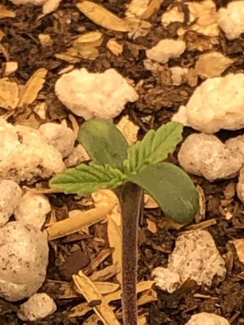 Acapulco Gold SeedSupreme Indoor Summer. Week 1