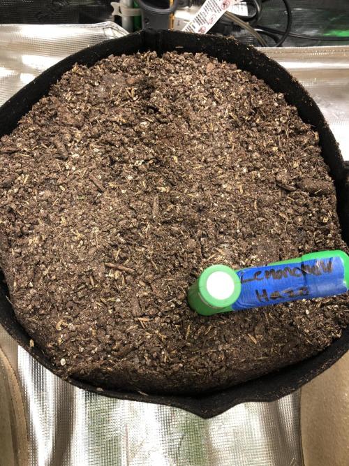 Lemonchello Haze Seedsman Indoor Sumer. Week 0