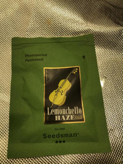 Lemonchello Haze Seedsman Indoor Sumer. Week 0