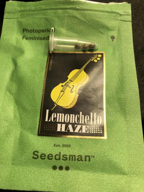 Lemonchello Haze Seedsman Indoor Sumer. Week 0