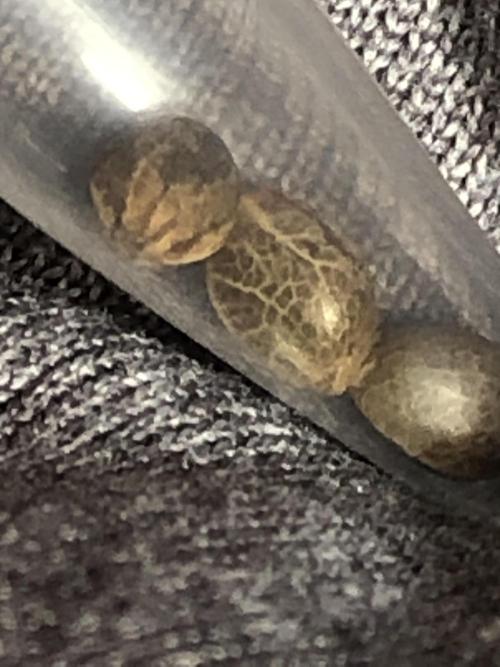 Lemonchello Haze Seedsman Indoor Sumer. Week 0