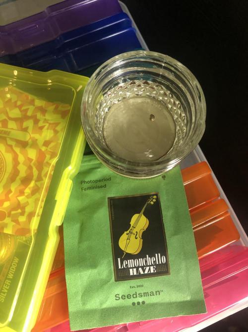 Lemonchello Haze Seedsman Indoor Sumer. Week 0