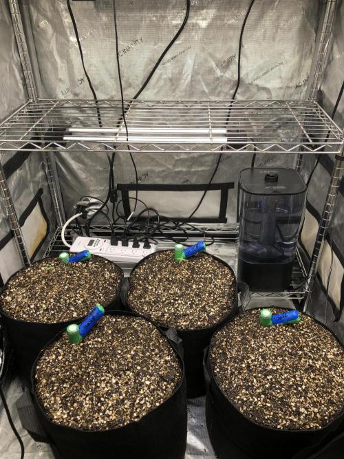 Lemonchello Haze Seedsman Indoor Sumer. Week 0