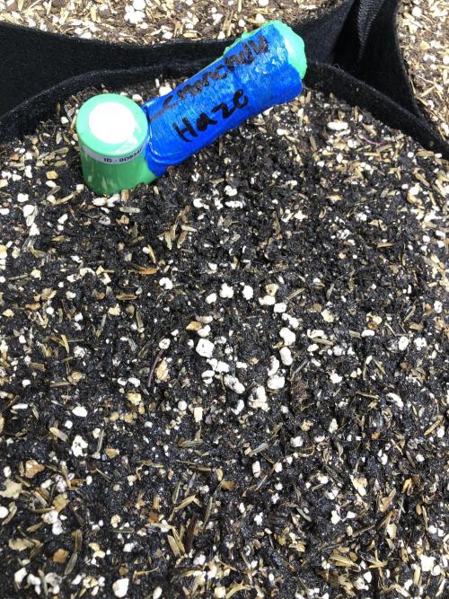 Lemonchello Haze Seedsman Indoor Sumer. Week 0