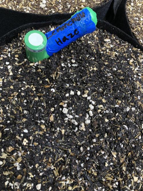 Lemonchello Haze Seedsman Indoor Sumer. Week 0