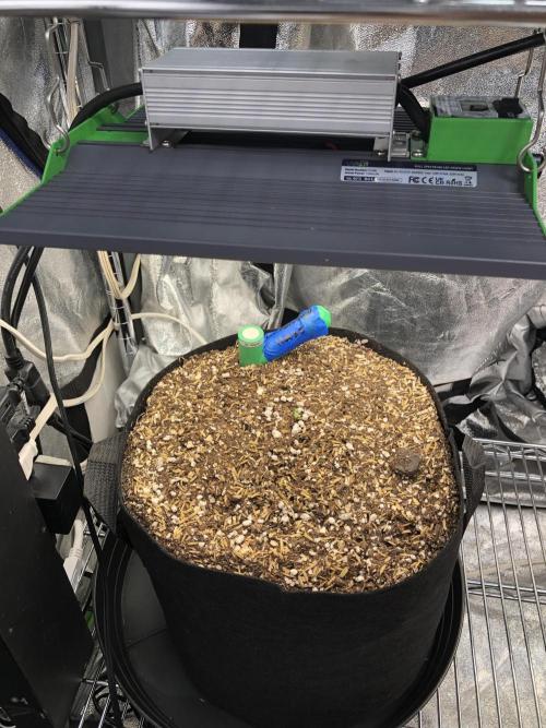 Lemonchello Haze Seedsman Indoor Sumer. Week 0