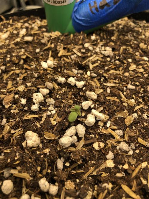 Lemonchello Haze Seedsman Indoor Sumer. Week 0