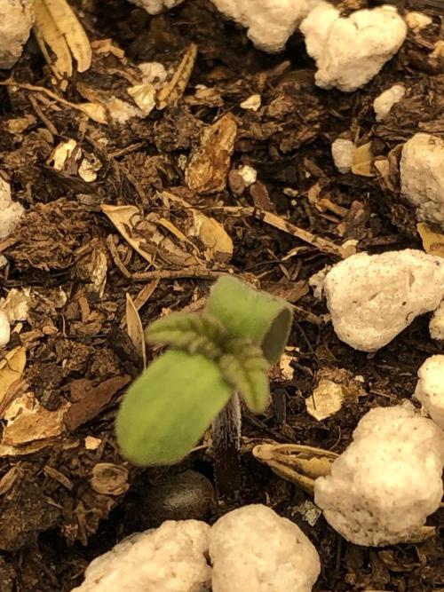 Lemonchello Haze Seedsman Indoor Sumer. Week 0