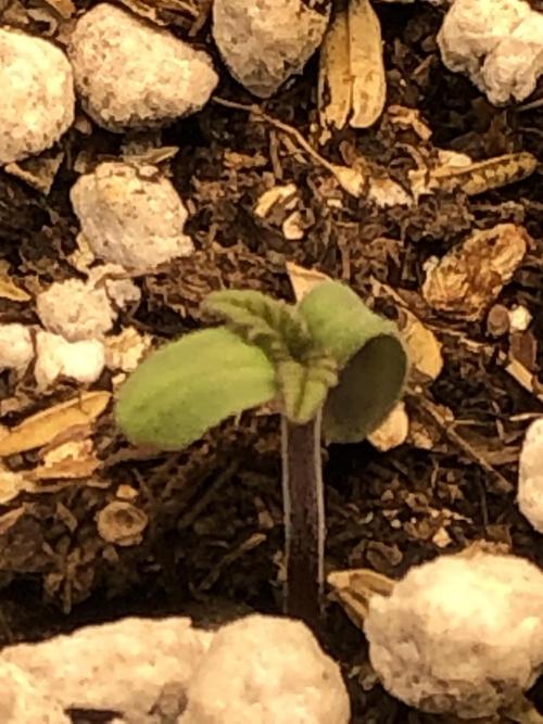 Lemonchello Haze Seedsman Indoor Sumer. Week 0