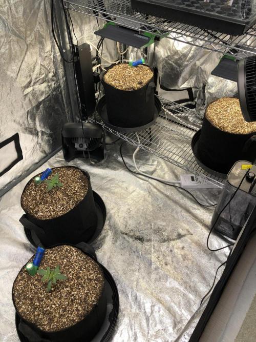 Lemonchello Haze Seedsman Indoor Sumer. Week 0