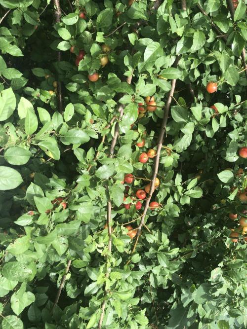 Fermented Plant/Juice Extract. Week 0