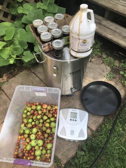 Fermented Plant/Juice Extract. Week 0
