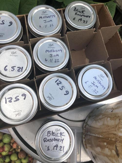 Fermented Plant/Juice Extract. Week 0