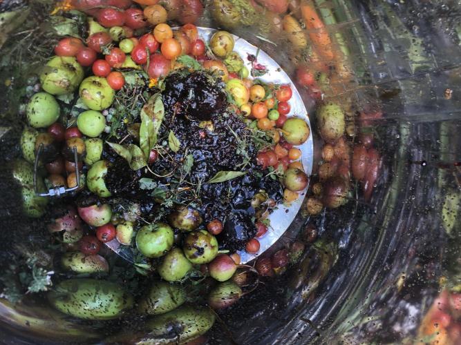 Fermented Plant/Juice Extract. Week 0