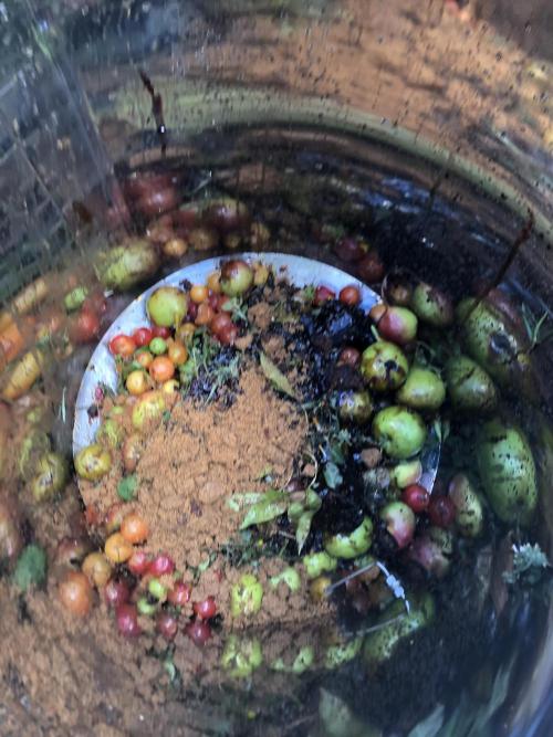 Fermented Plant/Juice Extract. Week 0