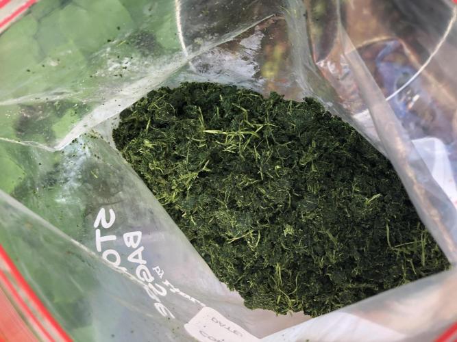 Fermented Plant/Juice Extract. Week 0