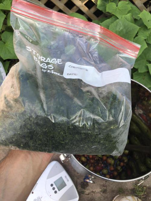 Fermented Plant/Juice Extract. Week 0