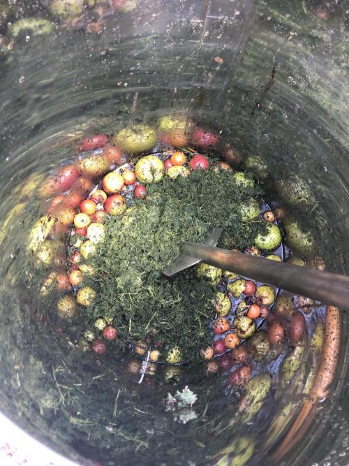 Fermented Plant/Juice Extract. Week 0