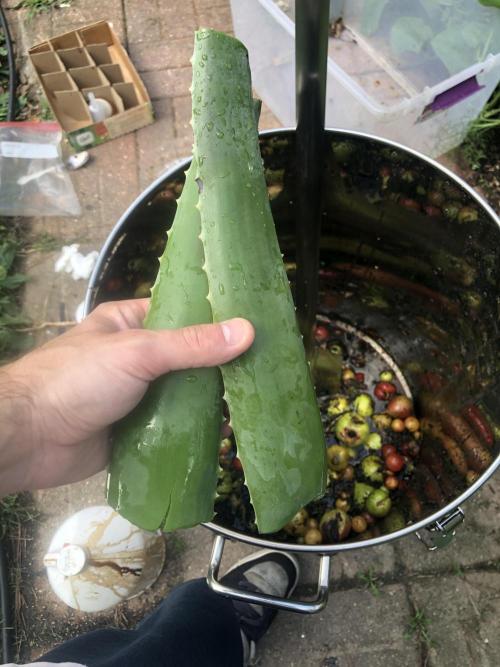 Fermented Plant/Juice Extract. Week 0