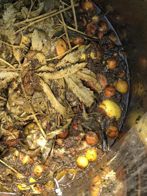 Fermented Plant/Juice Extract. Week 0