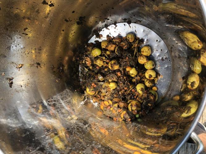 Fermented Plant/Juice Extract. Week 0