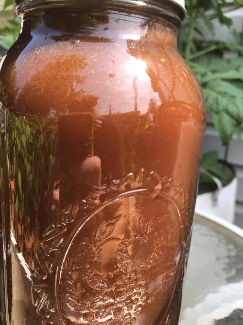 Fermented Plant/Juice Extract. Week 0