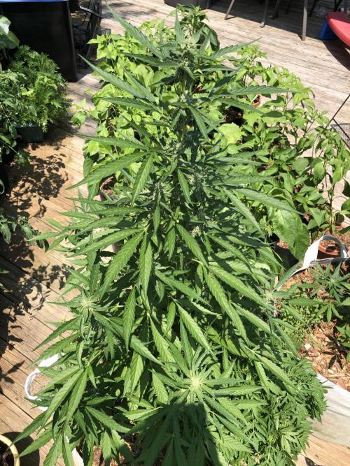 Pine Auto Outdoor Spring 26'. Week 6